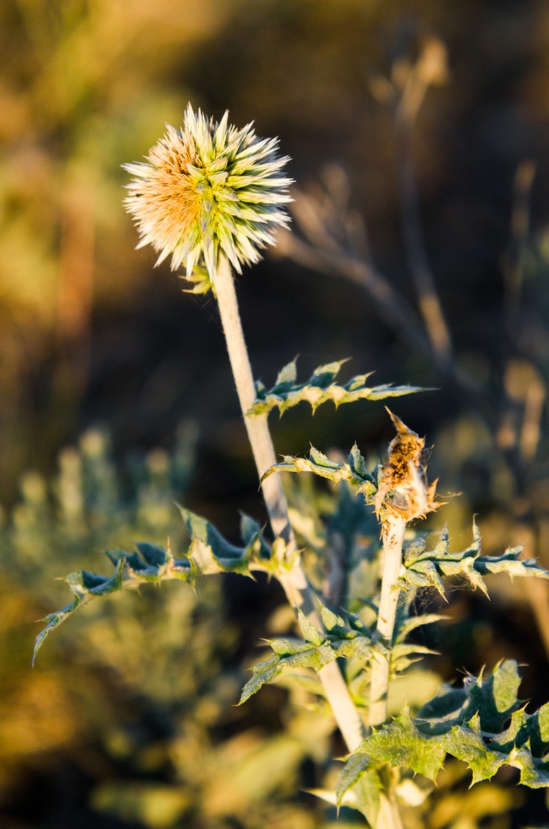 Echinops armatus photo 4