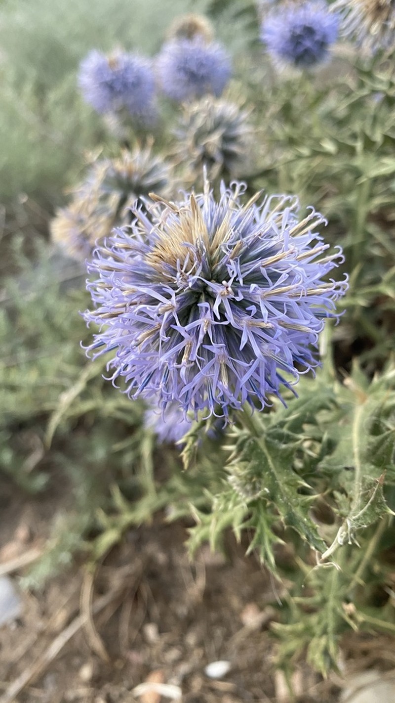Echinops armatus photo 5