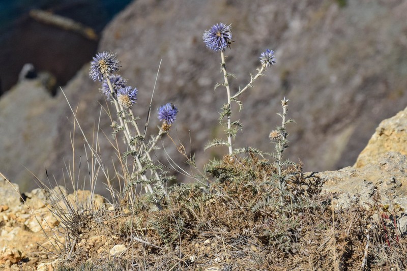 Echinops armatus photo 6