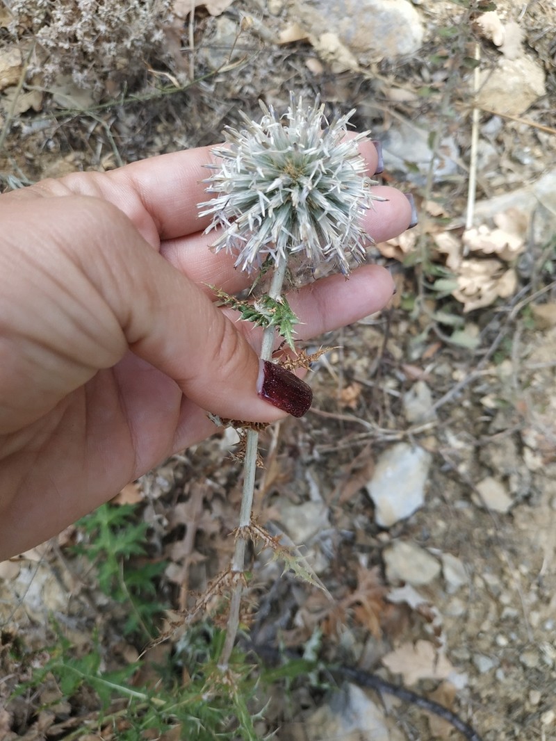 Echinops armatus photo 7