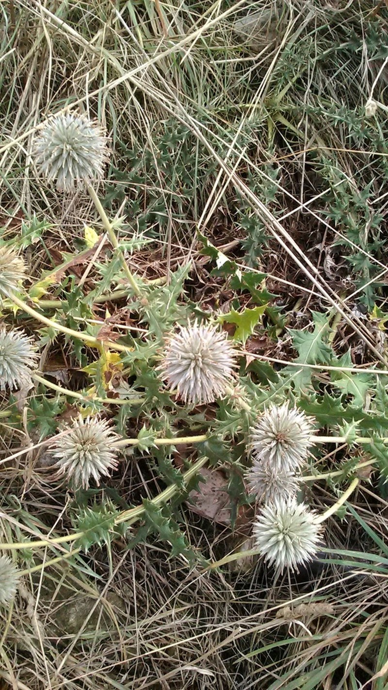 Echinops armatus photo 8