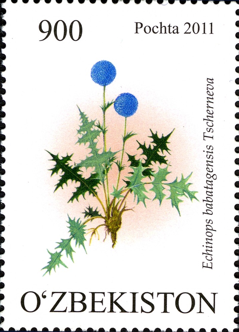 Echinops babatagensis