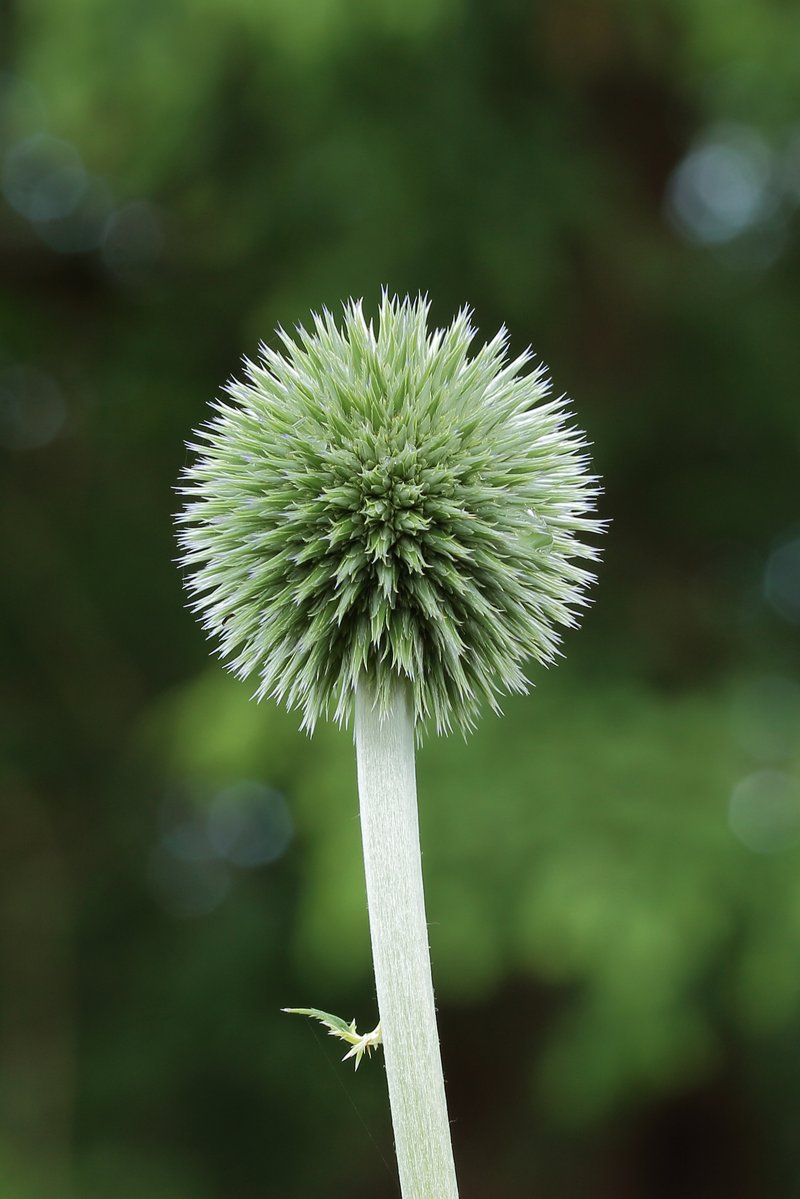 Echinops bannaticus