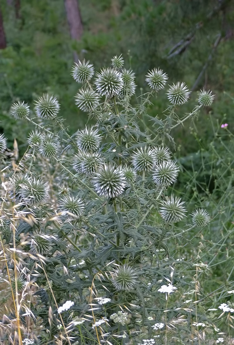 Echinops borae
