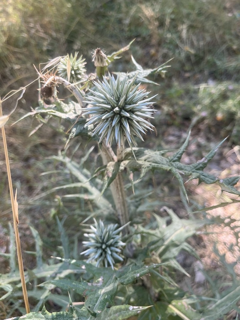 Echinops borae photo 2