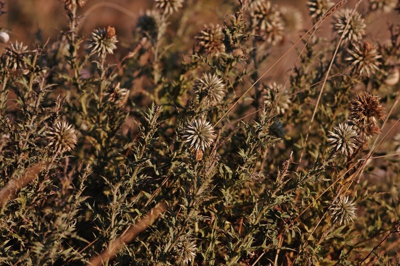 Echinops borae photo 3