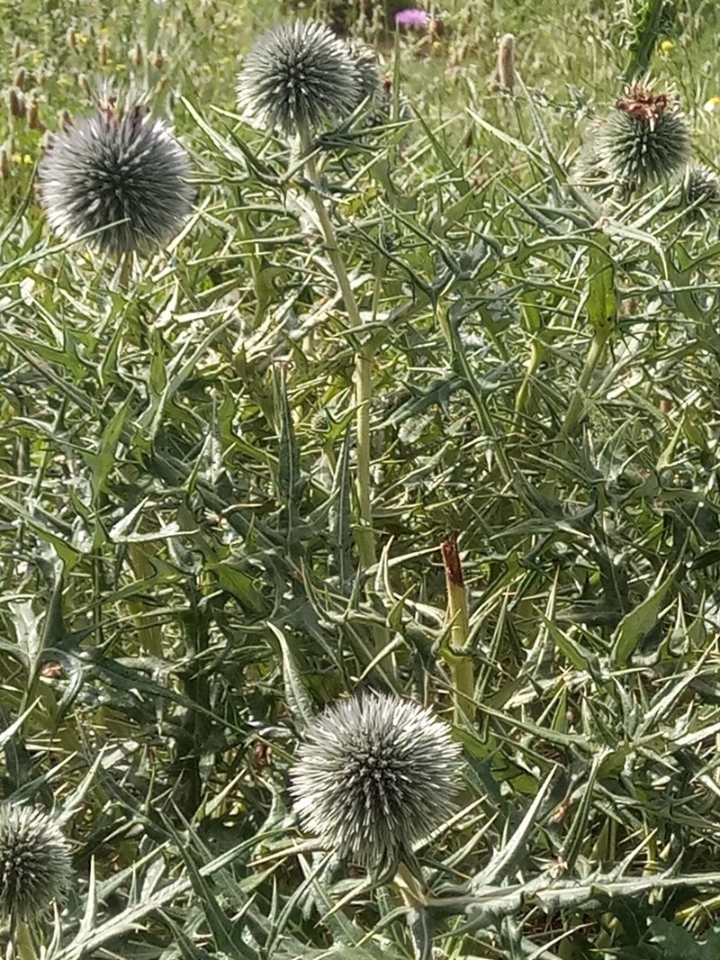 Echinops bovei
