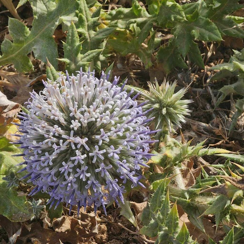 Echinops bovei photo 2