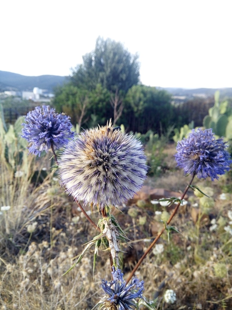 Echinops bovei photo 3