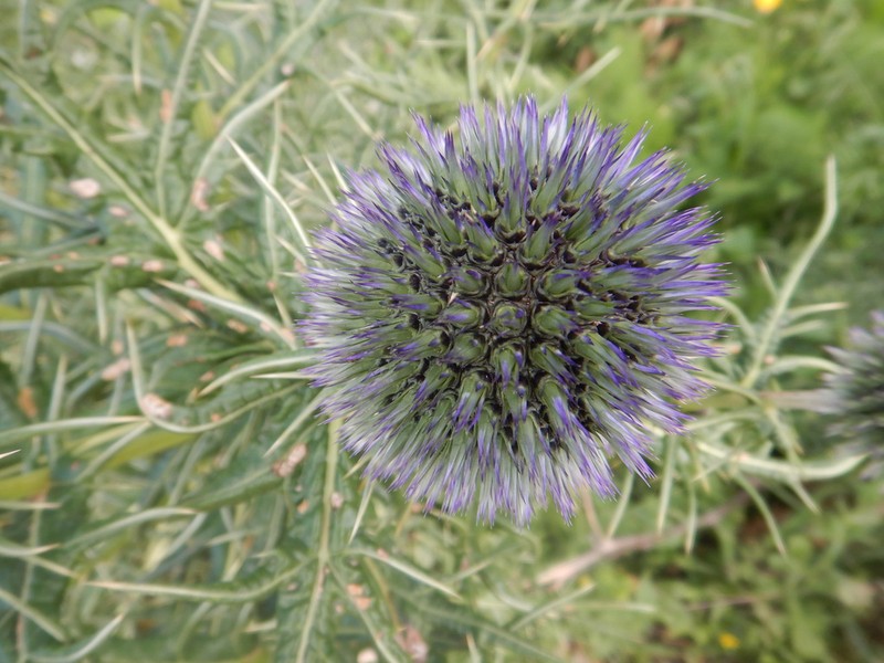 Echinops bovei photo 4