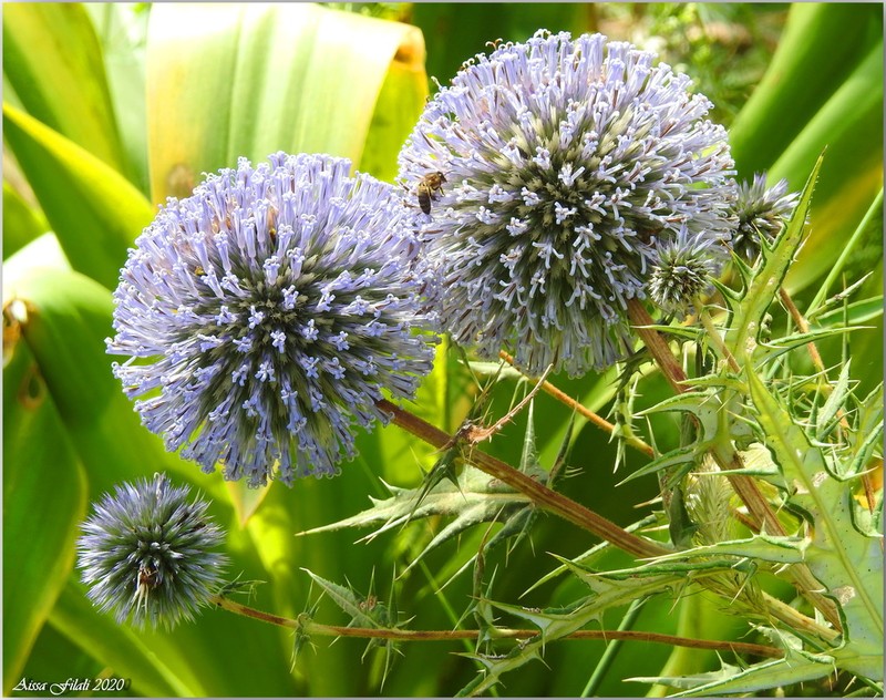 Echinops bovei photo 5
