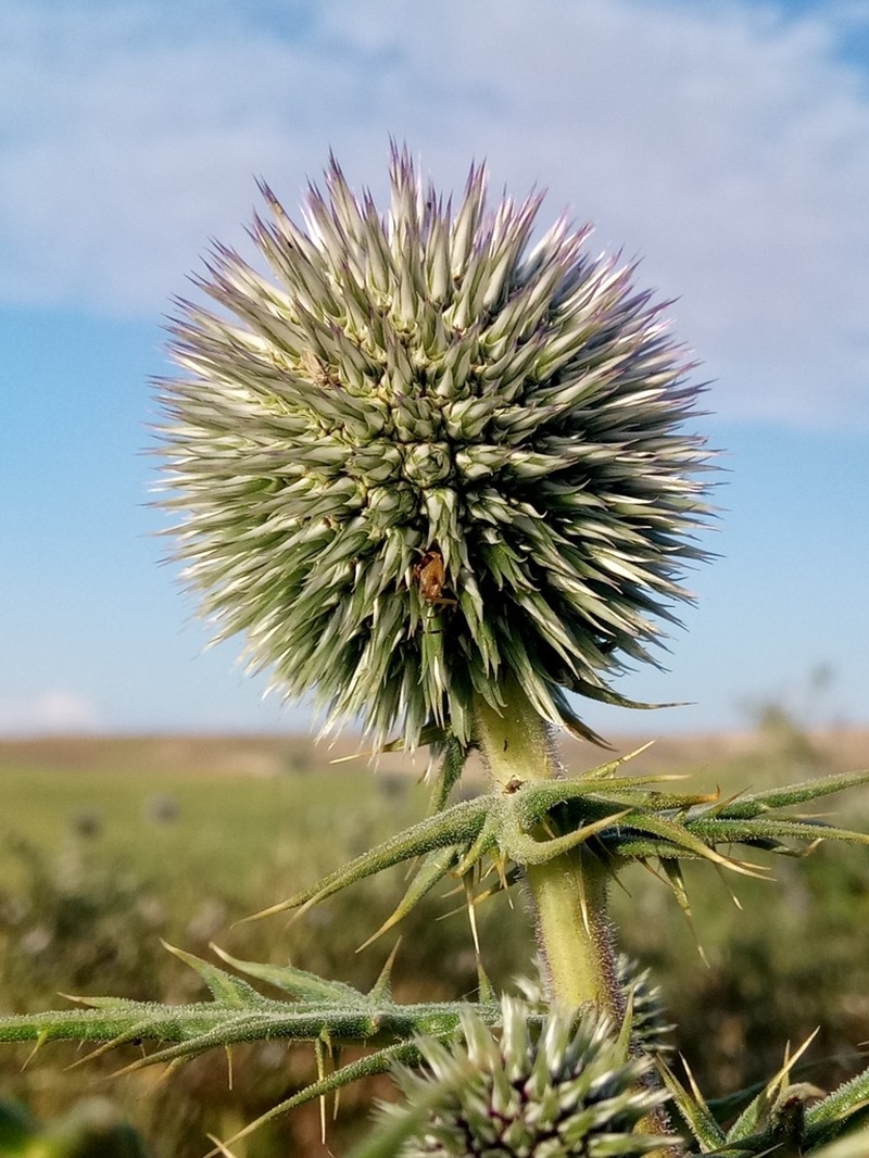 Echinops bovei photo 6