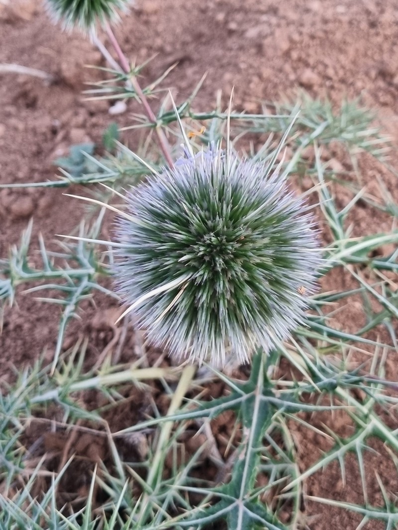 Echinops bovei photo 7