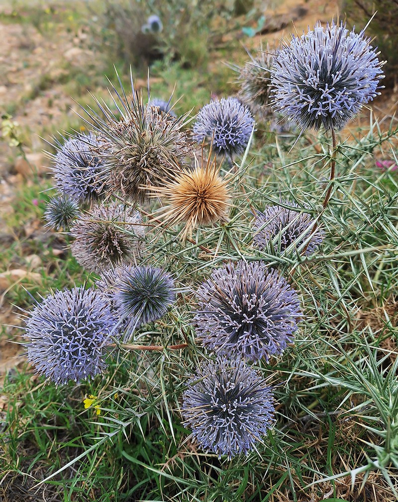 Echinops bovei photo 8