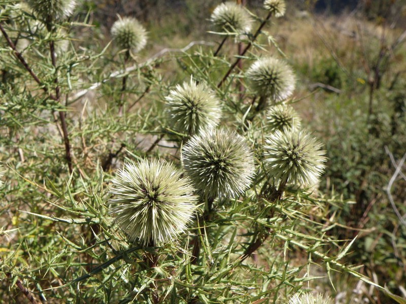 Echinops buhaitensis