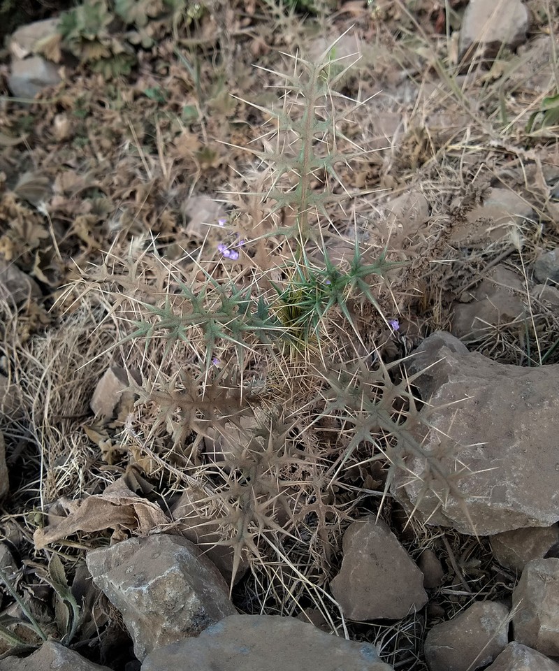 Echinops buhaitensis photo 2