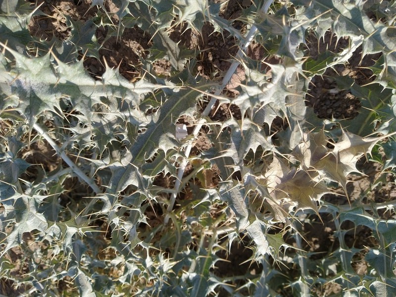Echinops cephalotes