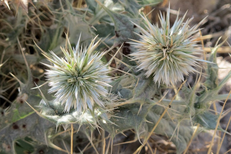 Echinops cephalotes photo 2