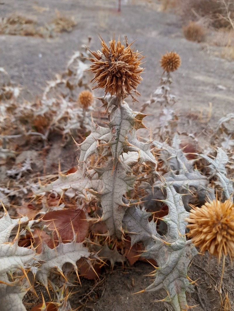 Echinops cephalotes photo 4