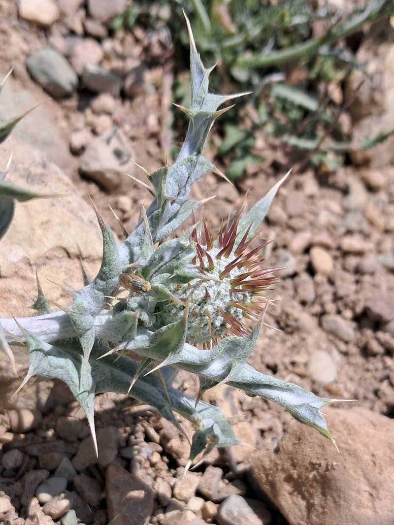 Echinops cephalotes photo 5