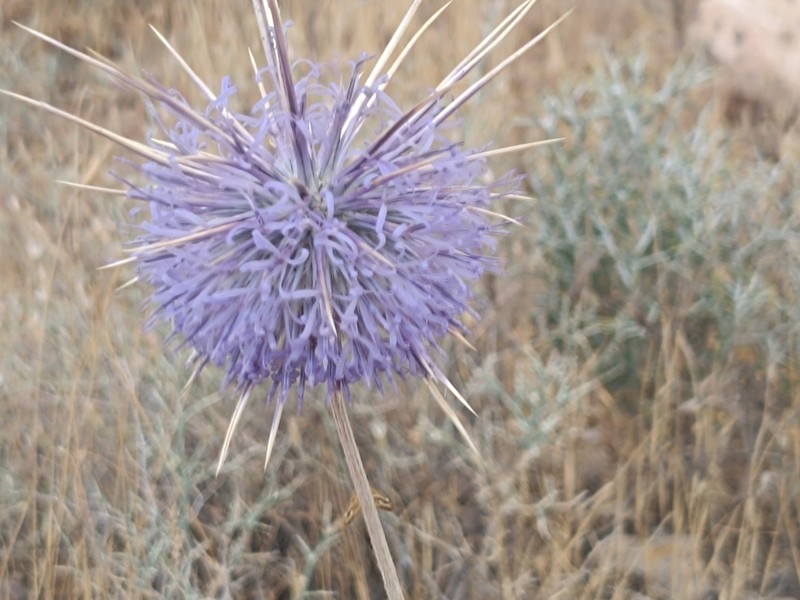 Echinops ceratophorus