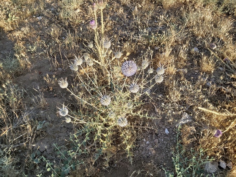 Echinops ceratophorus photo 2