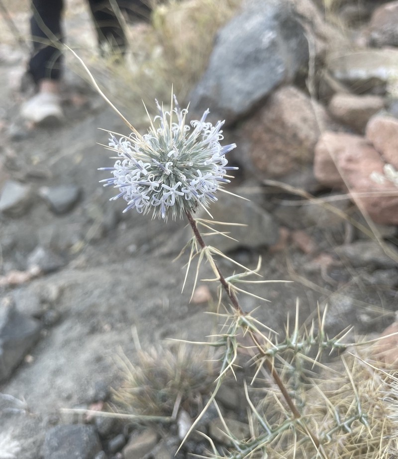 Echinops ceratophorus photo 4