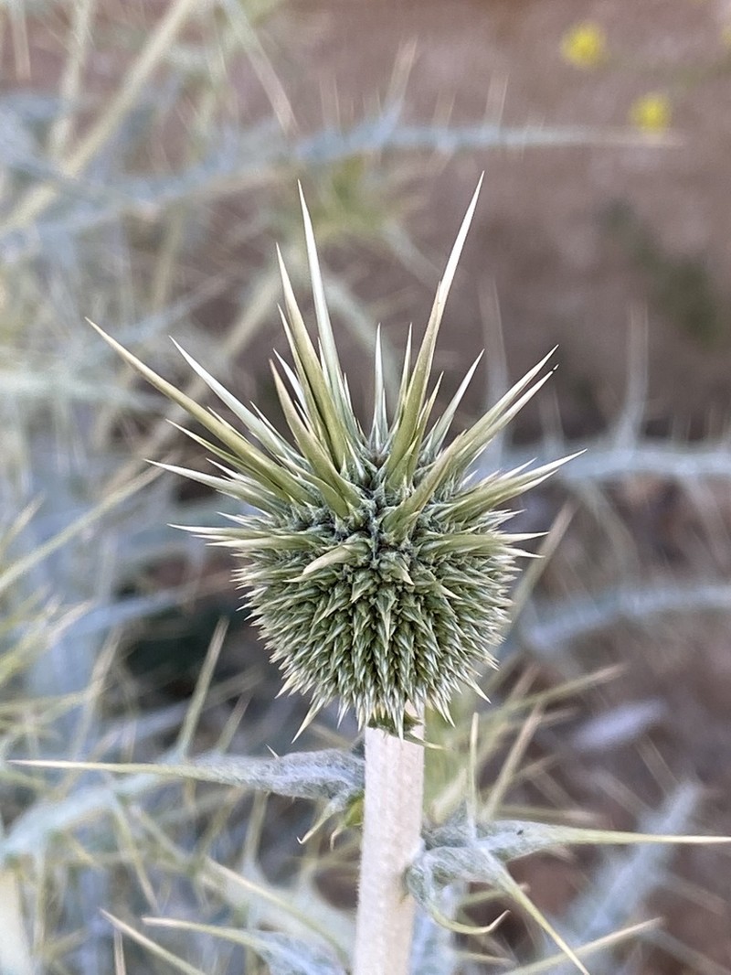 Echinops ceratophorus photo 5