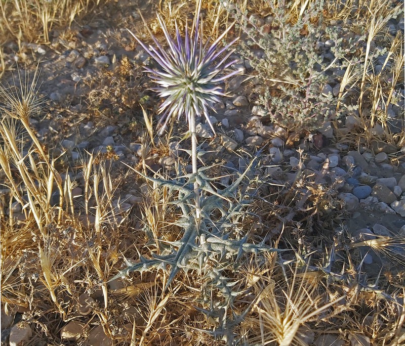 Echinops ceratophorus photo 6
