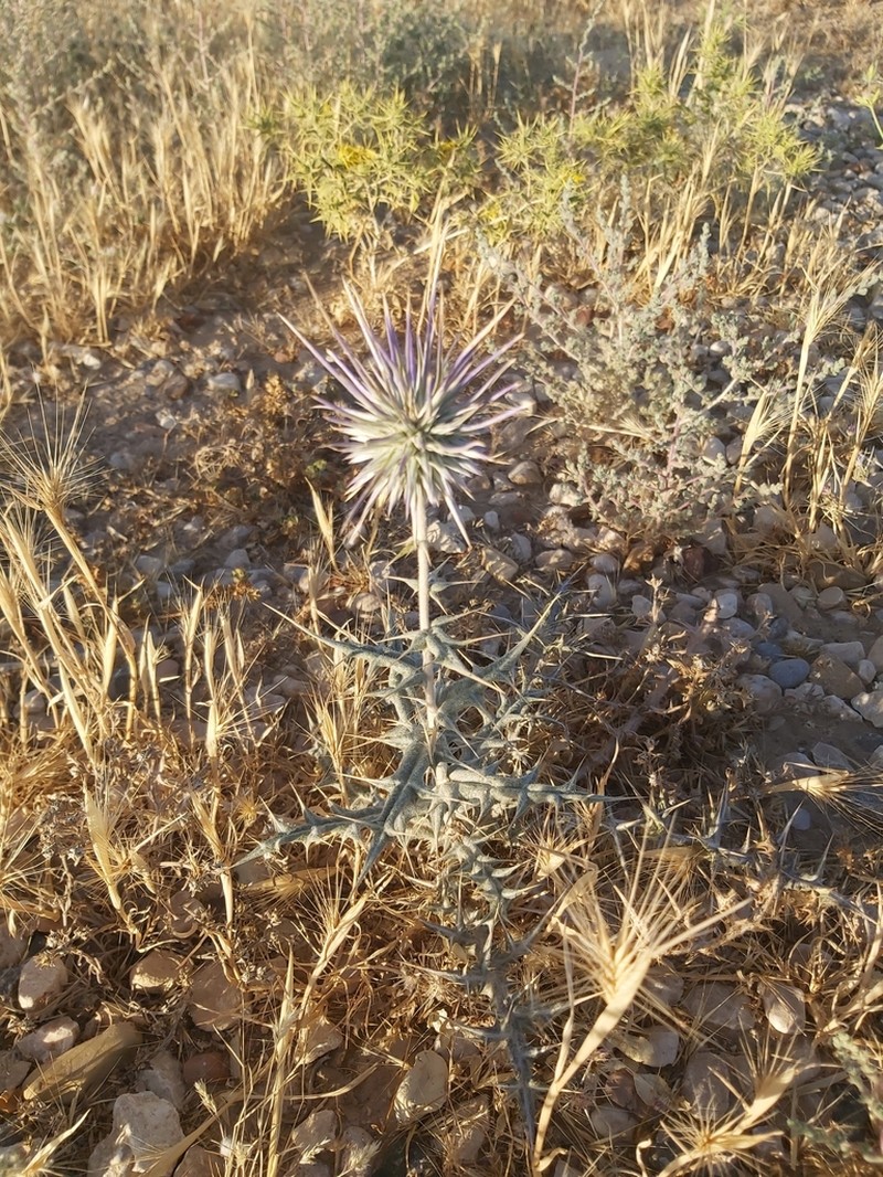 Echinops ceratophorus photo 8