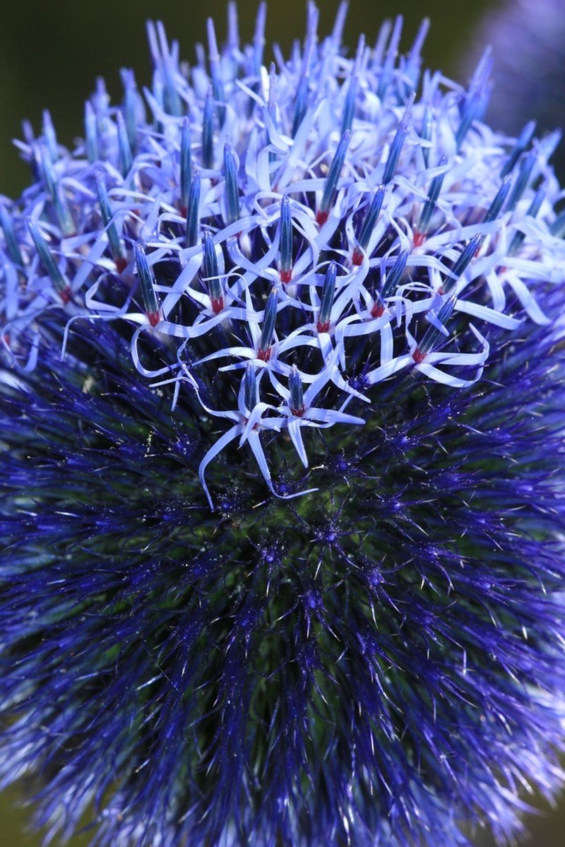Echinops chantavicus photo 2