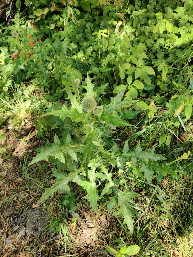 Echinops chantavicus photo 5
