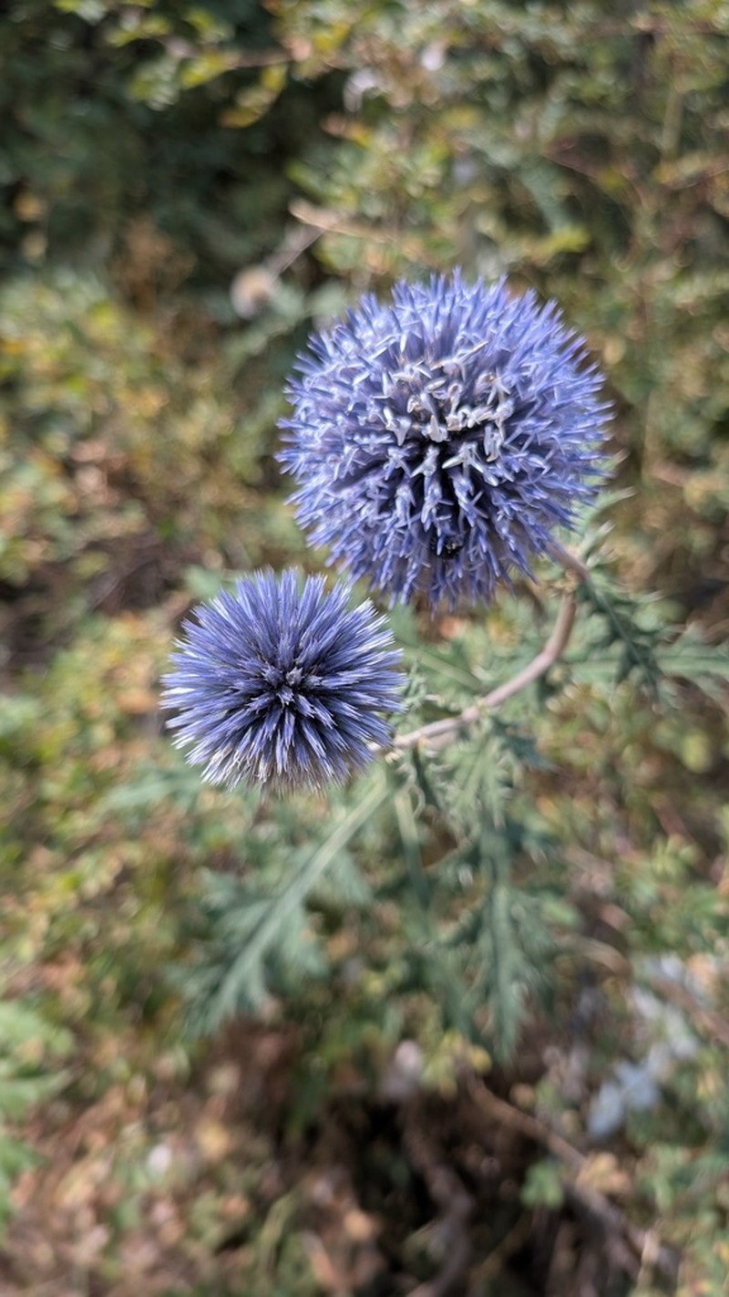 Echinops chantavicus photo 6
