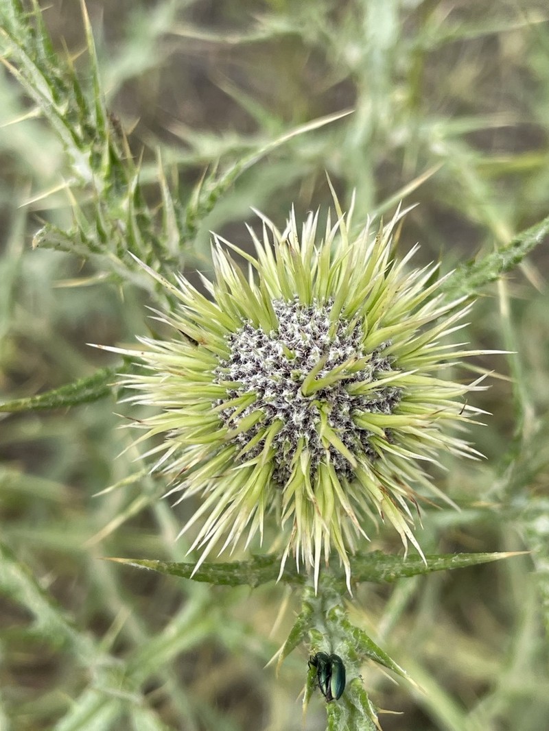 Echinops chardinii