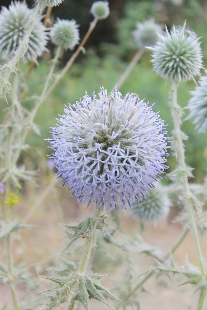 Echinops chardinii photo 3