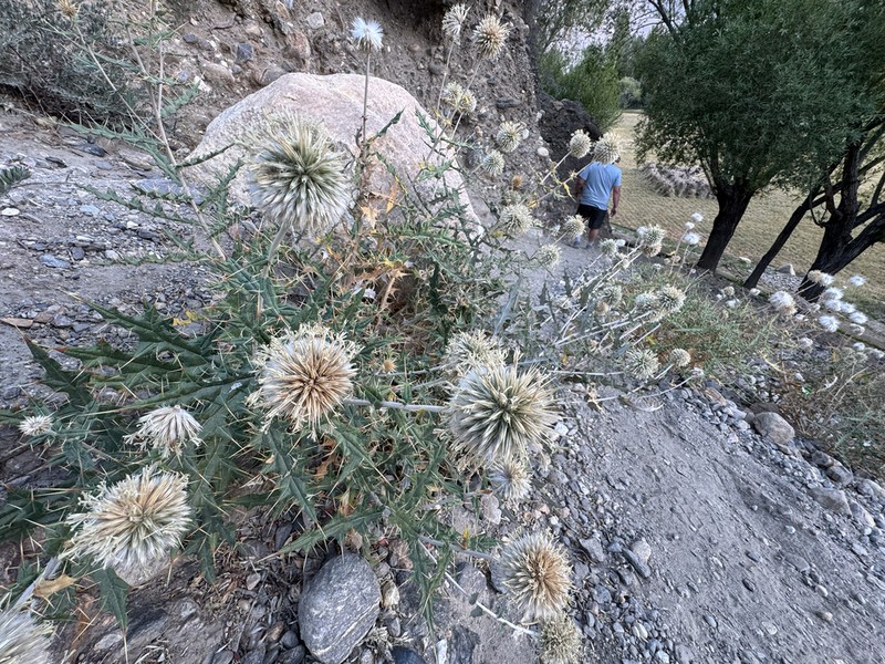 Echinops chloroleucus photo 2