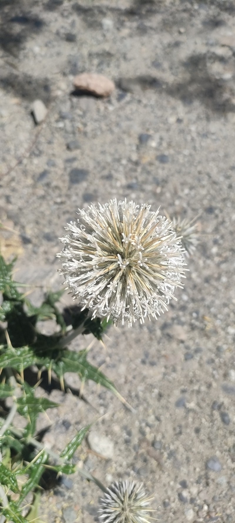 Echinops chloroleucus photo 3