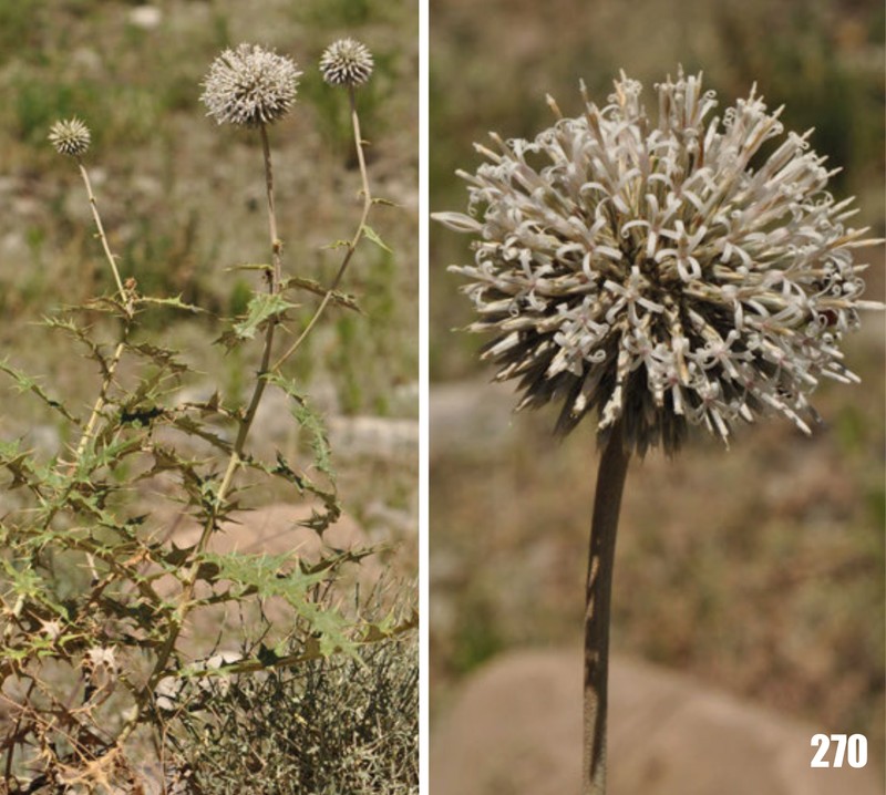 Echinops chloroleucus