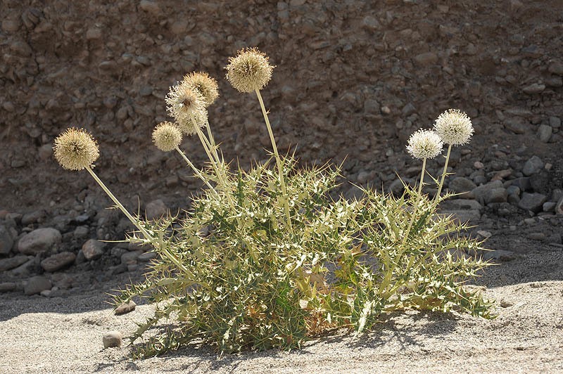 Echinops cornigerus
