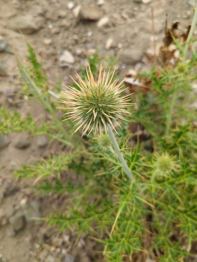 Echinops cornigerus photo 2