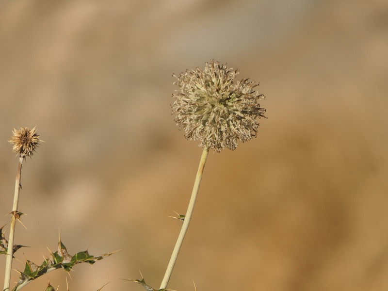 Echinops cornigerus photo 3