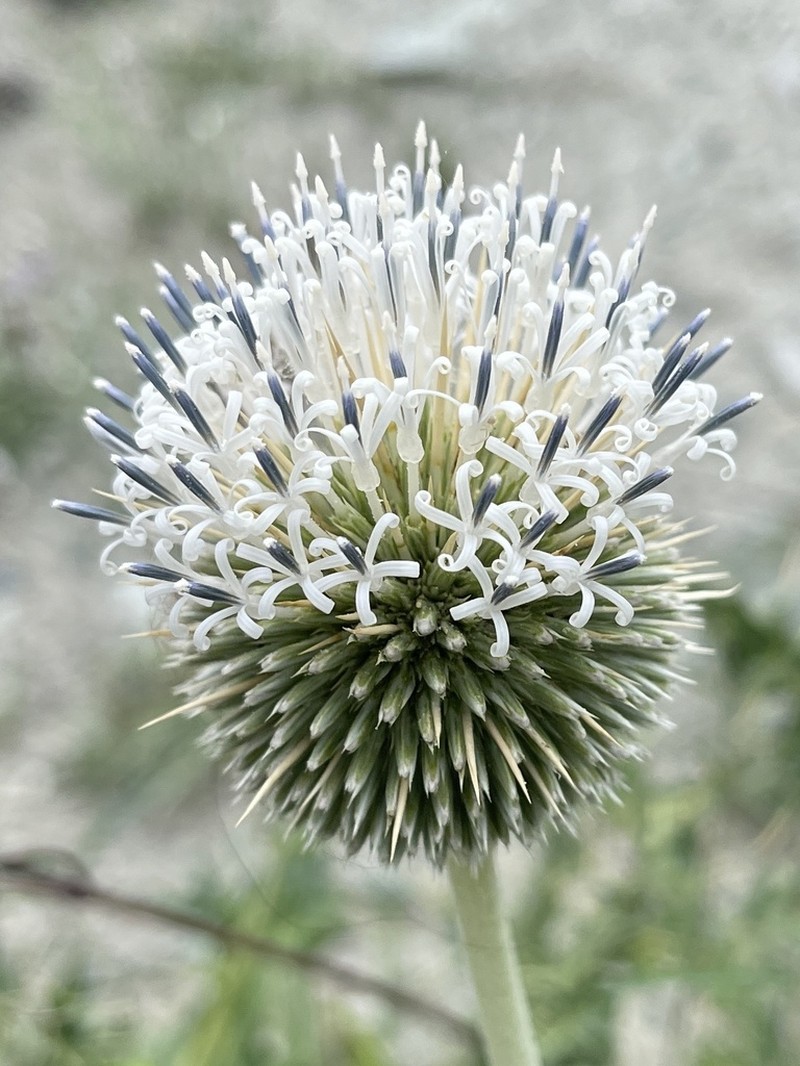 Echinops cornigerus photo 4