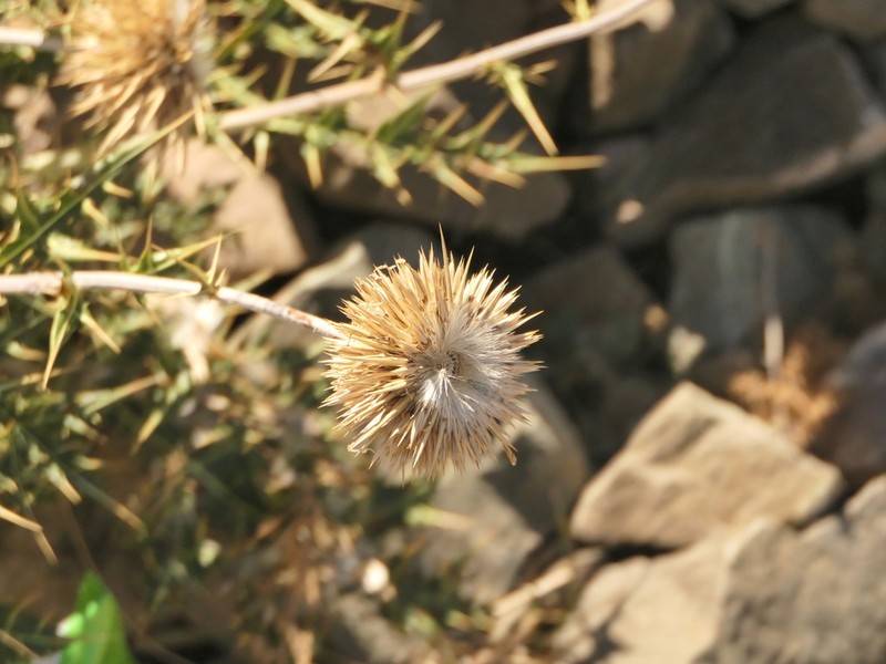 Echinops cornigerus photo 5