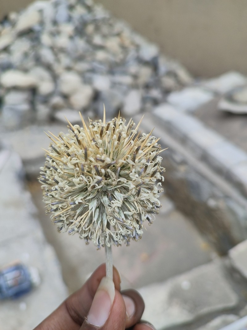 Echinops cornigerus photo 7