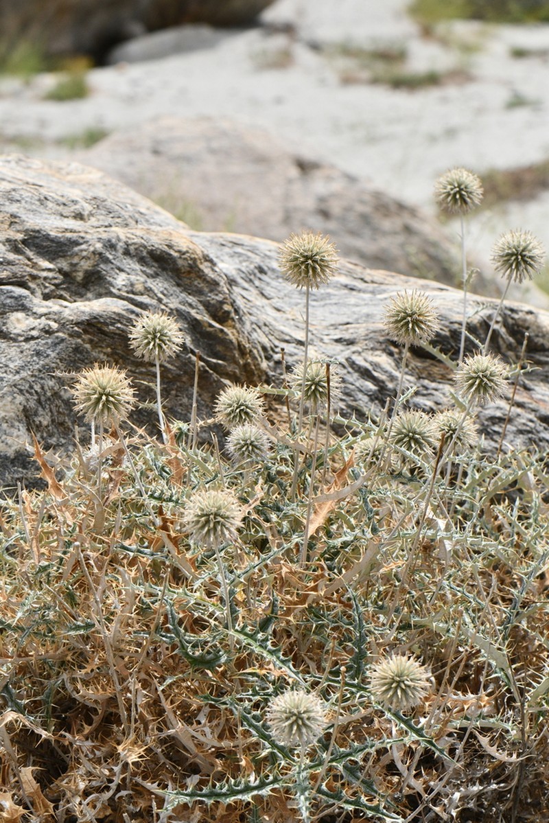 Echinops cornigerus photo 8