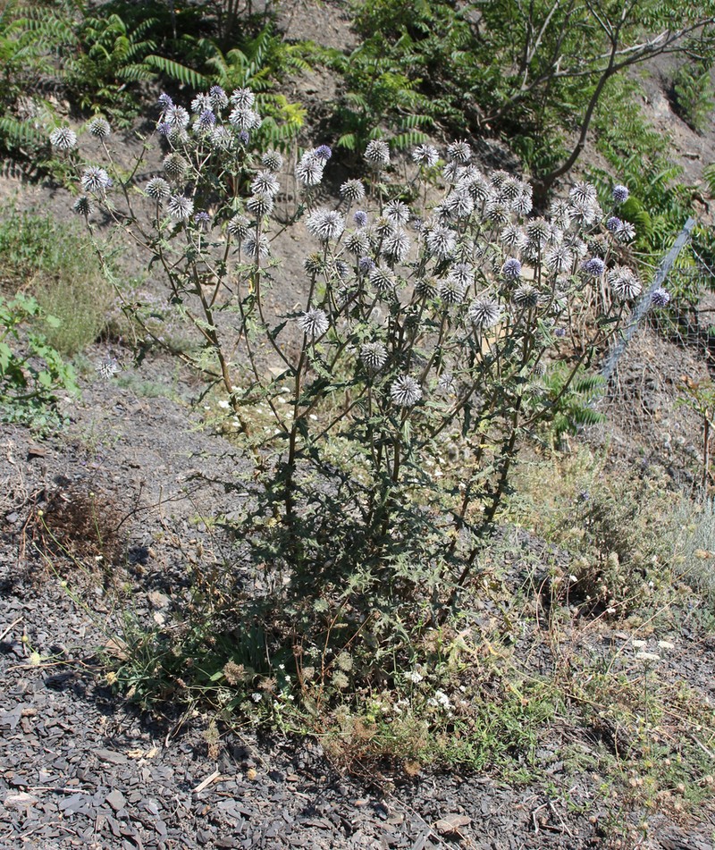 Echinops dagestanicus photo 2