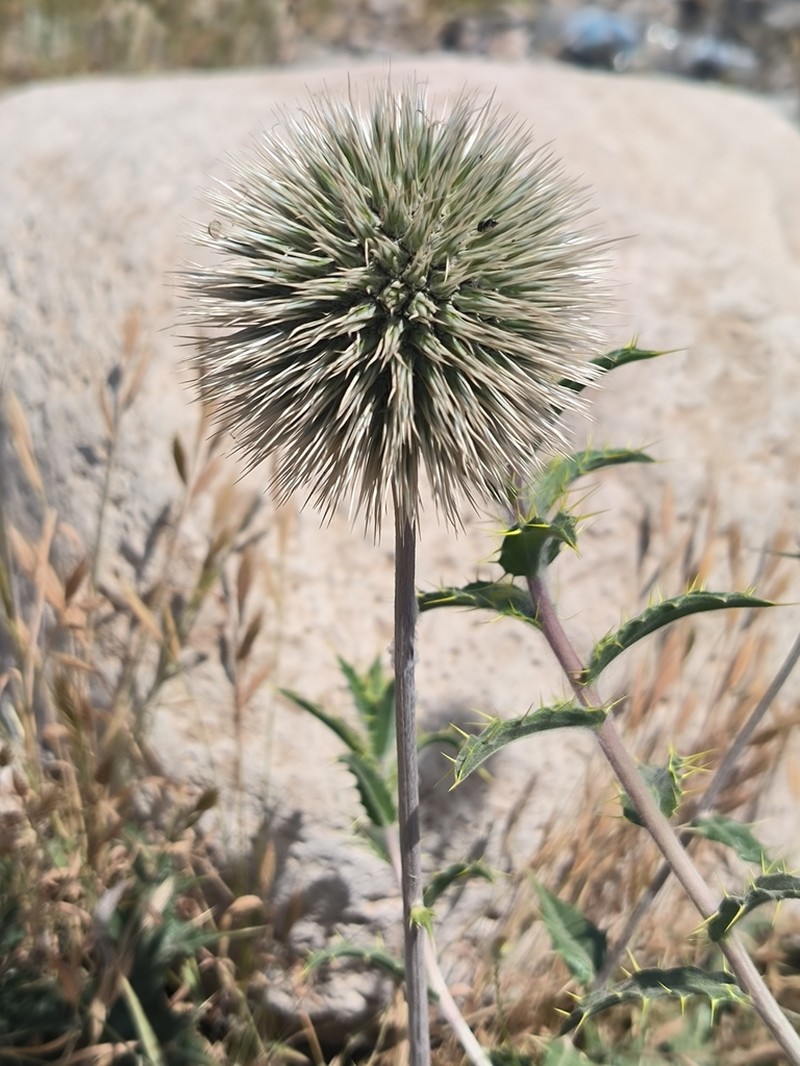 Echinops delicatus