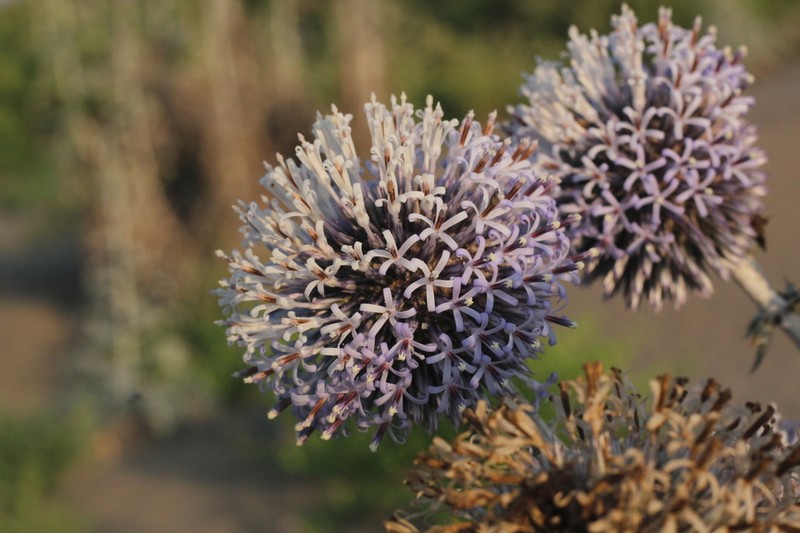 Echinops dumanii photo 3