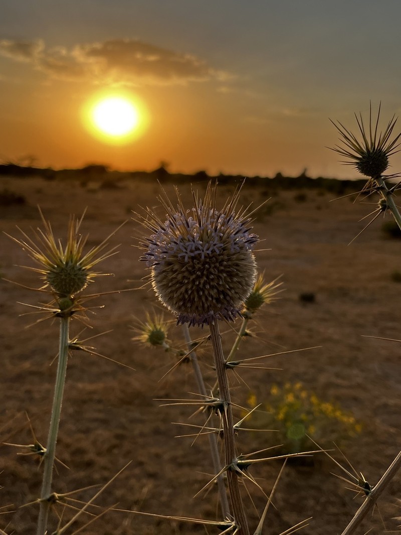 Echinops echinatus