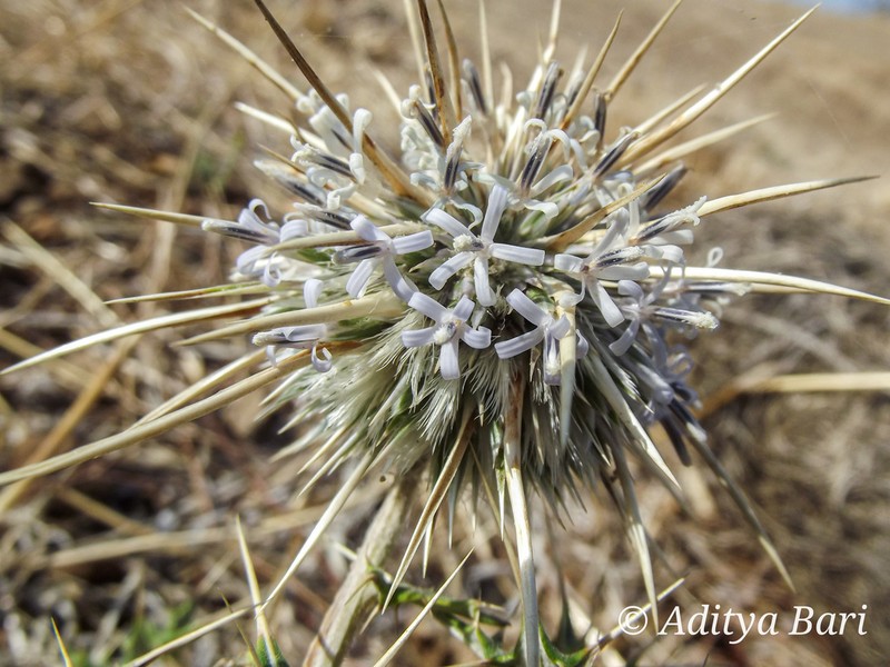 Echinops echinatus photo 4